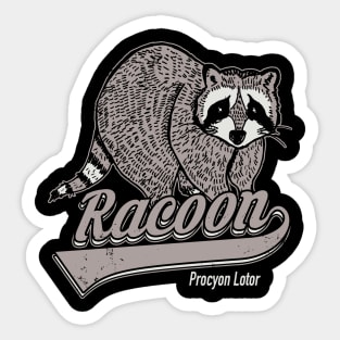 Racoon Sticker